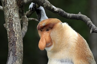 Proboscis Monkey (Nasalis larvatus)