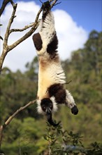 Black Ruffed Lemur (Varecia variegata)