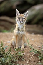 Corsac fox or Steppe fox (Vulpes corsac)