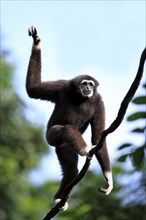 Lar Gibbon or White-handed Gibbon (Hylobates lar)