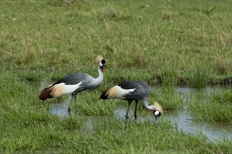 Black crowned cranes (Balearica pavonina)