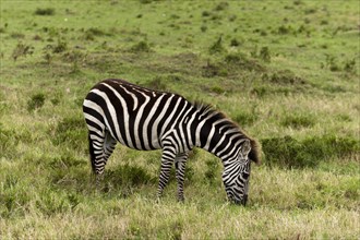 Common zebra (Equus quagga)