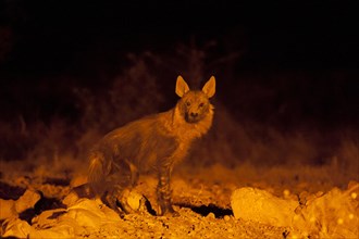 Brown Hyena (Parahyaena brunnea) at night