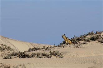 Black-backed Jackal (Canis mesomelas)