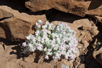 Desert Edelweiss or South-West Edelweiss (Helichrysum roseo-niveum)