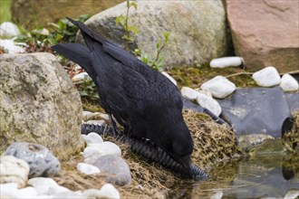 Raven (Corvus corax)