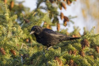 Raven (Corvus corax)