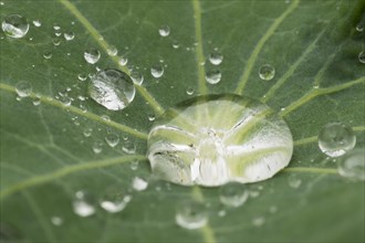 Water drops on a nasturium leaf (Tropaeolum)