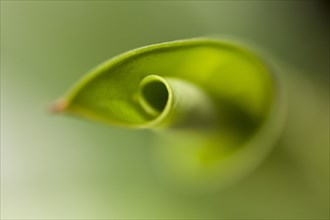 Leaf of a Gold Dust Dracaena (Dracaena surculosa or Dracaena godseffiana)