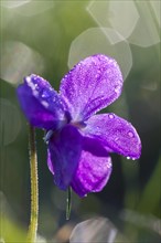 Sweet Violet or English Violet (Viola odorata)
