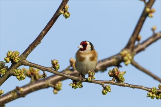 Goldfinch (Carduelis carduelis)