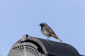 Black Redstart (Phoenicurus ochruros)