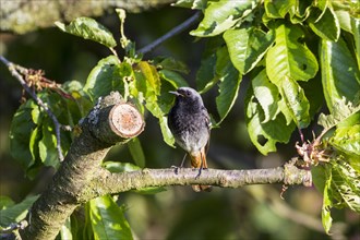 Black Redstart (Phoenicurus ochruros)