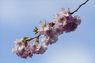 Blossoms of a Flowering Almond (Prunus triloba)
