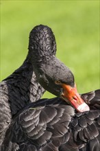 Black Swan (Cygnus atratus) during preening