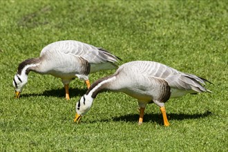 Bar-headed Geese (Anser indicus) eating grass