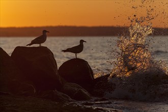 Silhouette of seagulls with surf