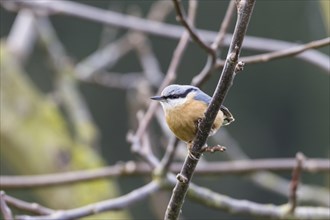 Nuthatch (Sitta europaea)