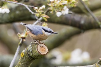 Nuthatch (Sitta europaea)