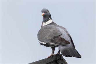 Wood Pigeon (Columba palumbus)