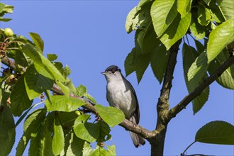 Blackcap (Sylvia atricapilla)