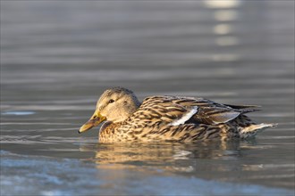 Mallard (Anas platyrhynchos) on partially frozen water