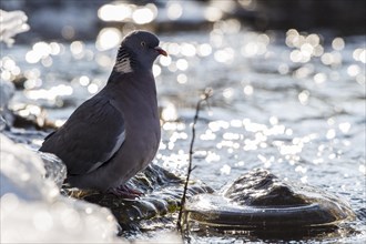 Wood pigeon (Columba palumbus)