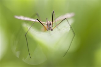 Crane Fly (Tipulida) in a meadow