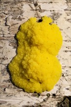 Dog Vomit Slime Mold or Scrambled Egg Slime (Fuligo septica)