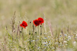 Corn Poppies (Papaver rhoeas)