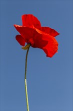 Corn Poppy (Papaver rhoeas)