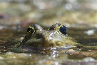 Edible Frog or Common Water Frog (Pelophylax esculentus)