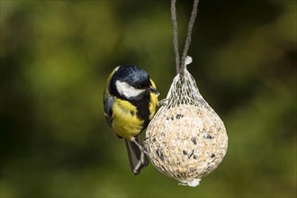 Great Tit (Parus major) perched on a fat ball