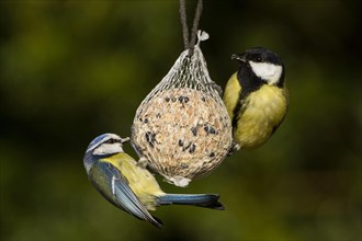 Great Tits (Parus major) perched on a fat ball