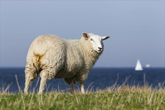Sheep on a dyke