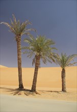 Date Palms (Phoenix)