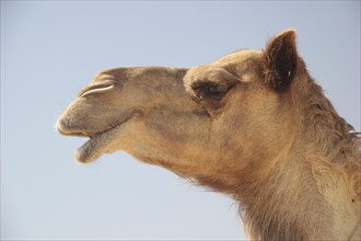 Arabian Camel or Dromedary (Camelus dromedarius)