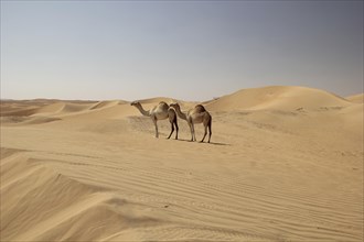 Arabian Camels or Dromedaries (Camelus dromedarius) in the desert on the road to Liwa Oasis