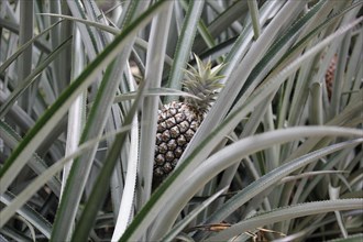 Pineapple (Ananas comosus) in a greenhouse