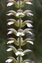 Bear's Breeches or Oyster Plant (Acanthus mollis)