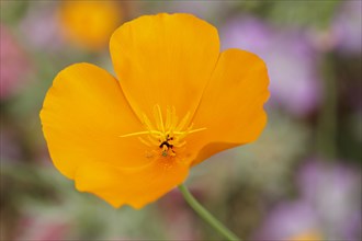 California Poppy or Cup of Gold (Eschscholzia californica) in a greenhouse