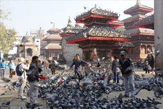 Pigeons on Durbar Square