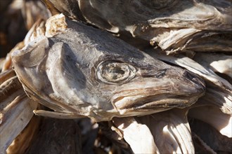 Dried cod head