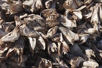 Pile of dried cod heads