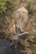 African Bush Elephant (Loxodonta africana)