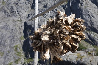 Cod heads hanging on lines to dry