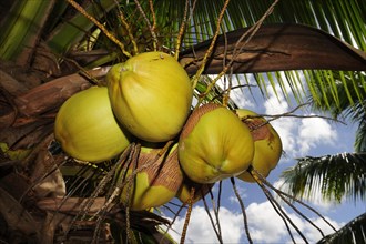 Coconuts hanging from a Coconut Palm (Cocos nucifera)
