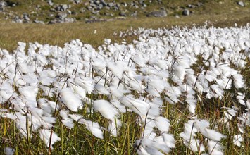 Cotton Grass (spec. Eriophorum) on a meadow