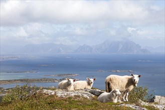 Four sheep on Vagekallen Mountain