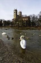 Swans and ducks on the river Isar